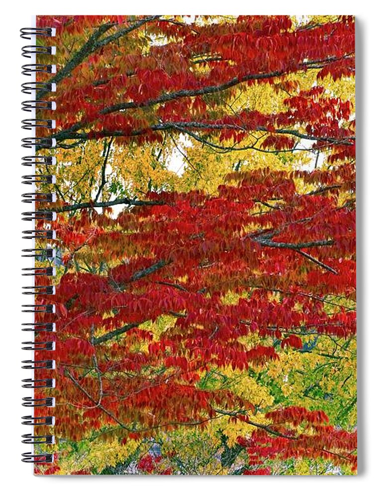 Abstract Spiral Notebook featuring the photograph Port Gamble Fall Colors by David Desautel