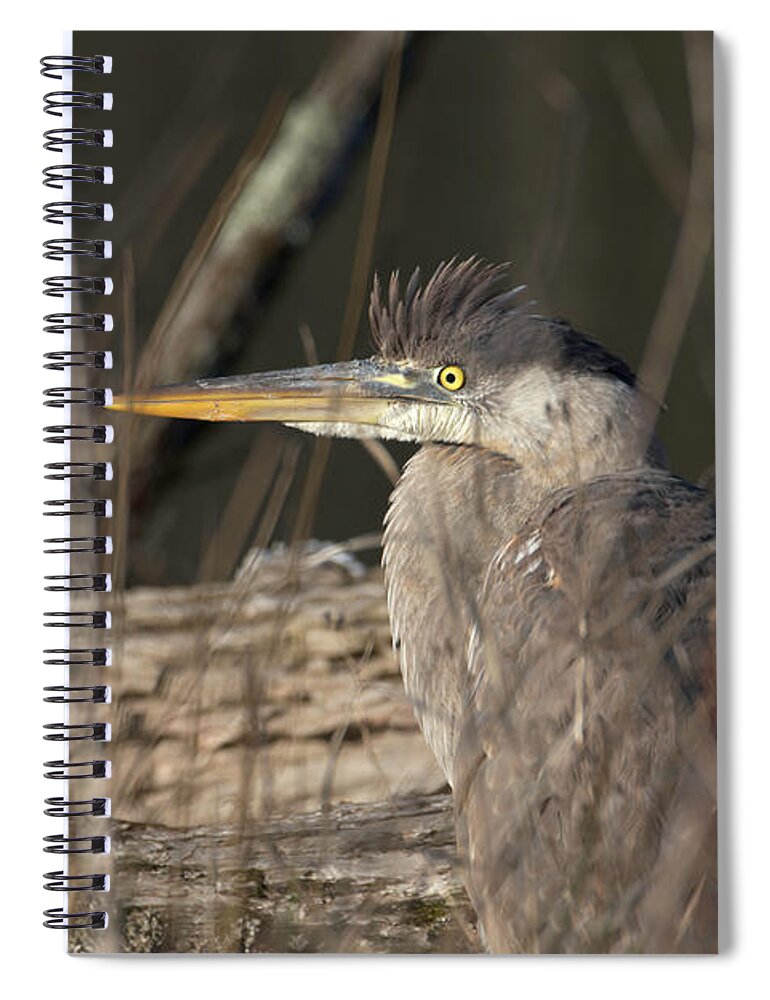 Bird Spiral Notebook featuring the photograph Portrait of a Heron by Paul Ross