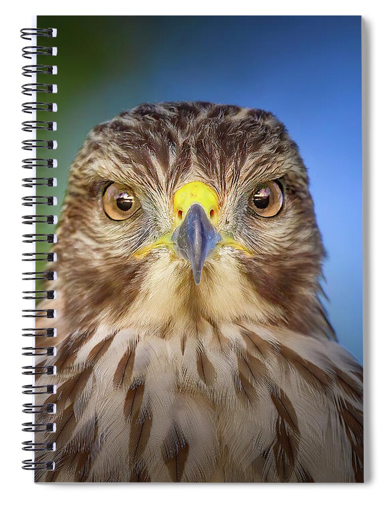 Red Shouldered Hawk Spiral Notebook featuring the photograph Portrait of a Raptor by Mark Andrew Thomas