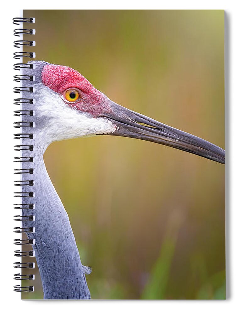 Sandhill Crane Spiral Notebook featuring the photograph Portrait of a Sandhill Crane by Mark Andrew Thomas