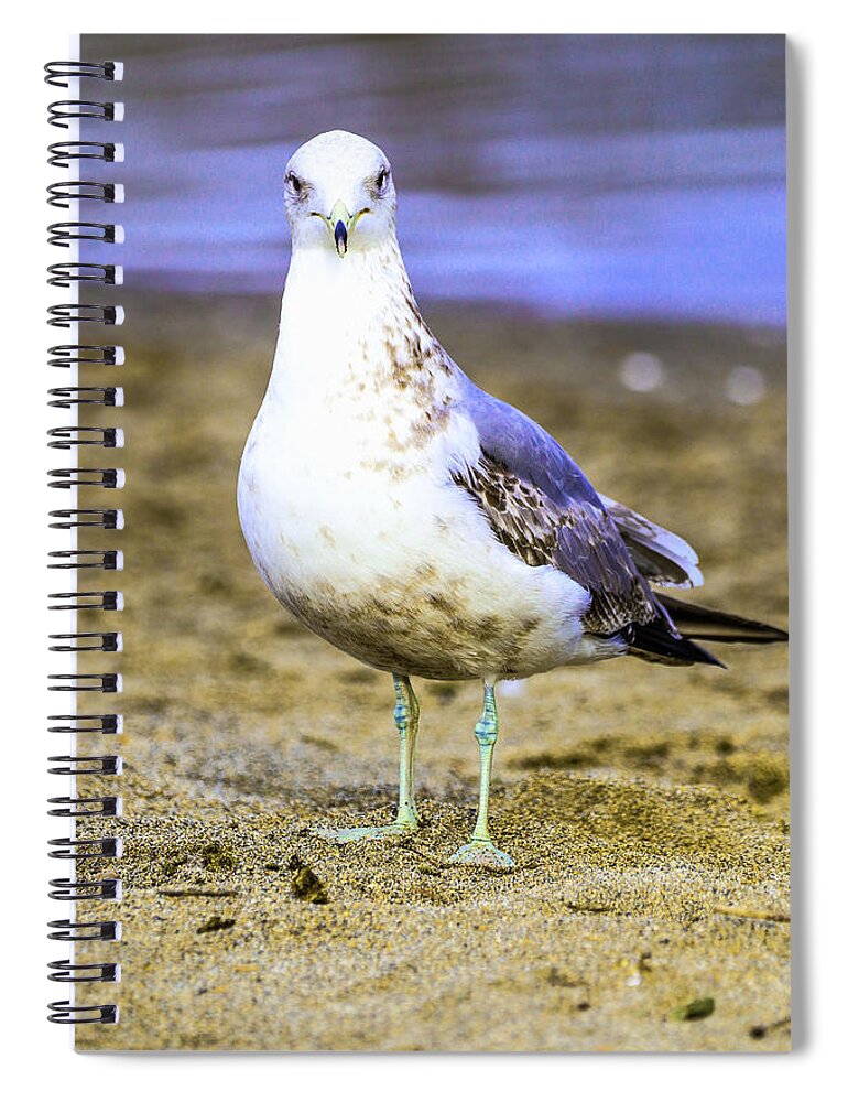 Sea Gull Spiral Notebook featuring the photograph Portrait of a Sea Gull by Tahmina Watson