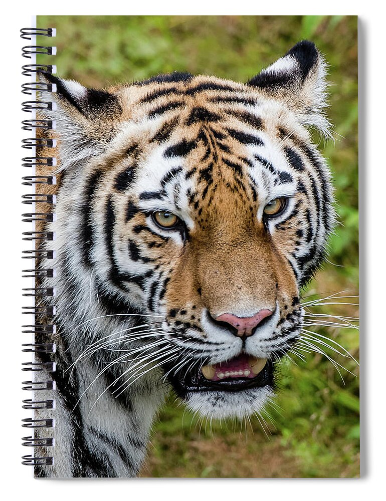 Carnivora Spiral Notebook featuring the photograph Portrait of a Siberian tiger or Amur tiger looking at you by Torbjorn Swenelius