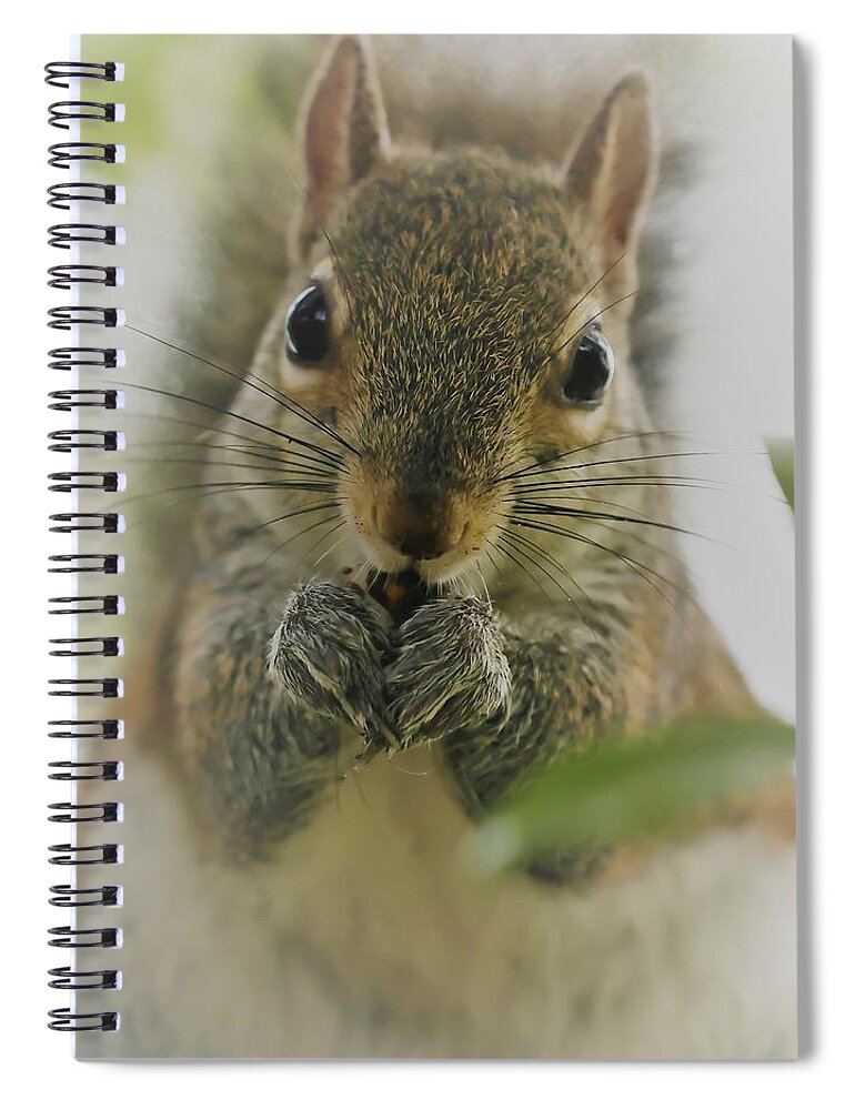 Squirrel Spiral Notebook featuring the photograph Portrait of a Squirrel by Mingming Jiang