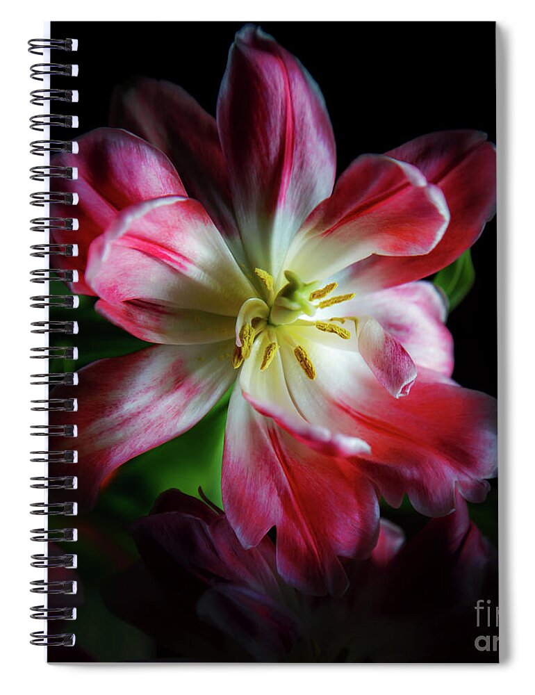 Variegated Tulips Spiral Notebook featuring the photograph Portrait of a Tulip by Neala McCarten
