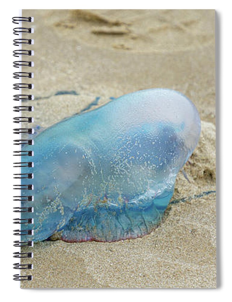 Jellyfish Spiral Notebook featuring the photograph Portuguese Man-of-War by Steve Templeton