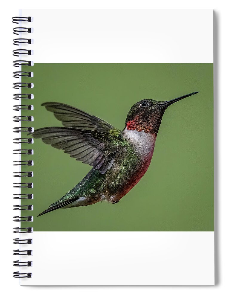 Hummingbird Spiral Notebook featuring the photograph Posing by Brian Shoemaker