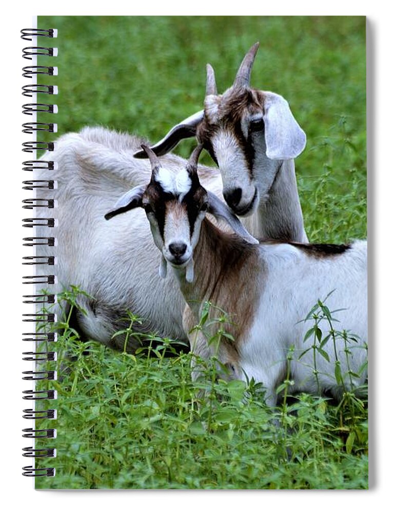 Posing Goats Spiral Notebook featuring the photograph Posing Goats by Warren Thompson