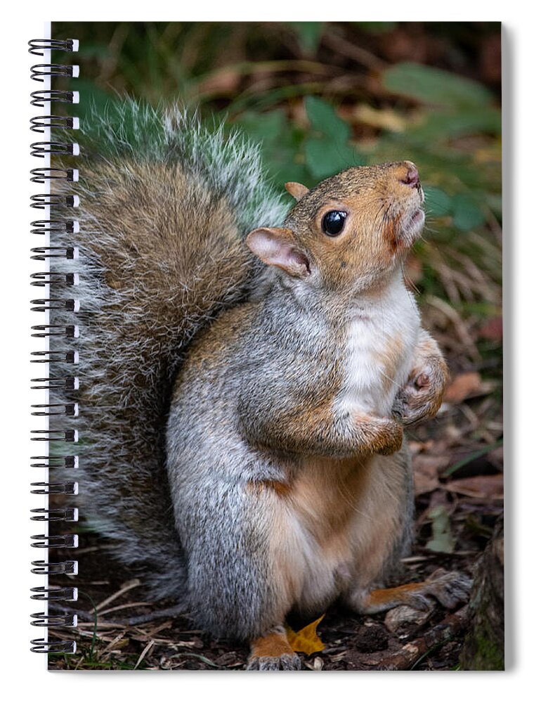 Squirrel Spiral Notebook featuring the photograph Posing Squirrel by Linda Bonaccorsi