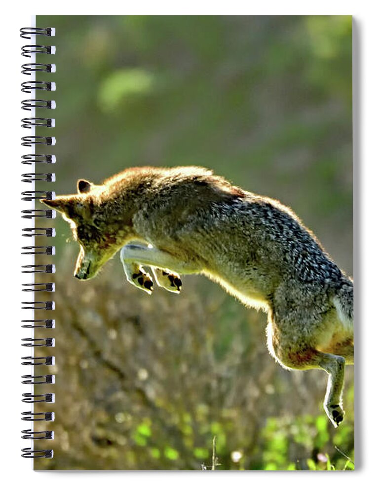Coyote Spiral Notebook featuring the photograph Pouncing Coyote by Amazing Action Photo Video