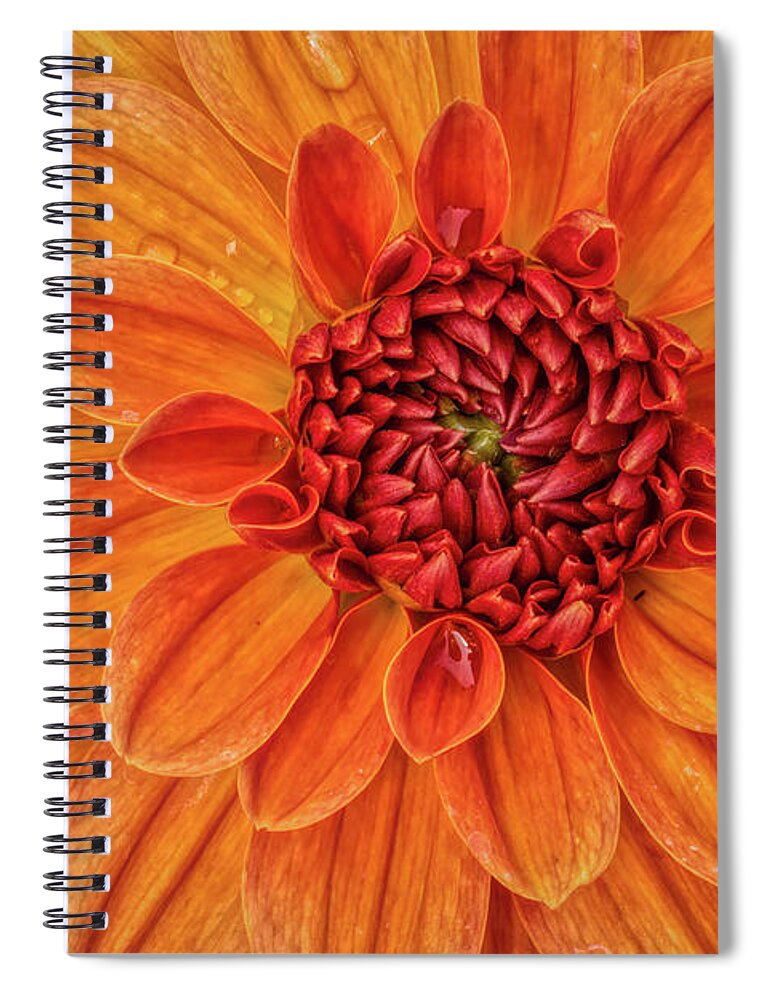 Flower Spiral Notebook featuring the photograph Power Orange Dahlia by Phillip Rubino