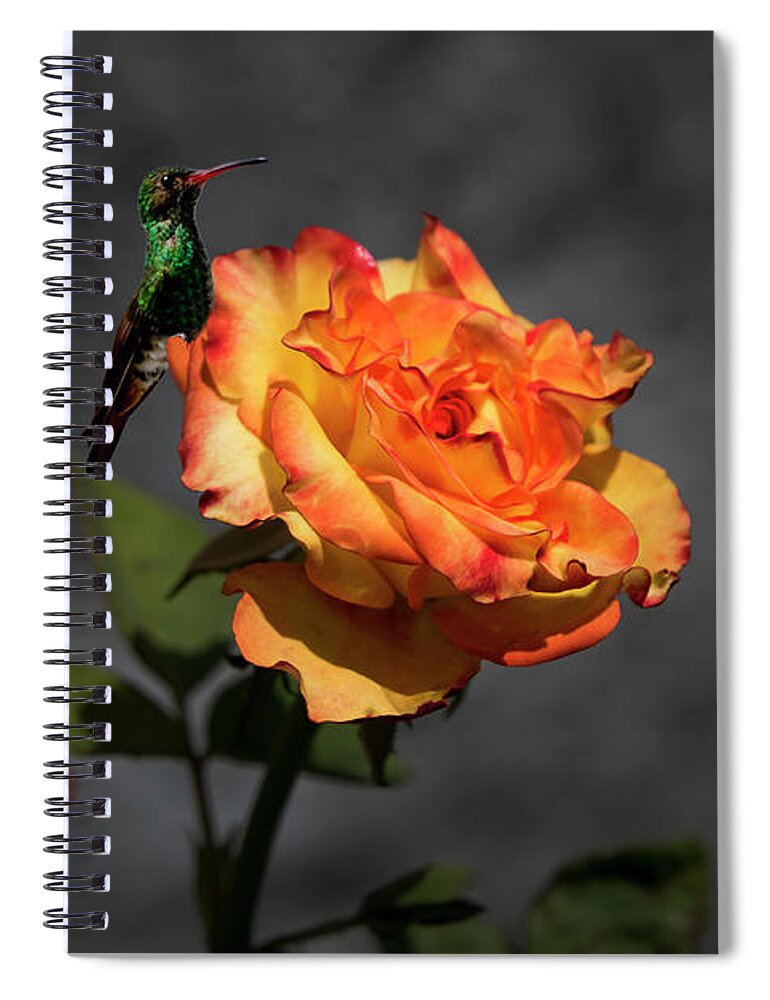 2193f Spiral Notebook featuring the photograph Precious Nectar for Tom Thumb by Al Bourassa