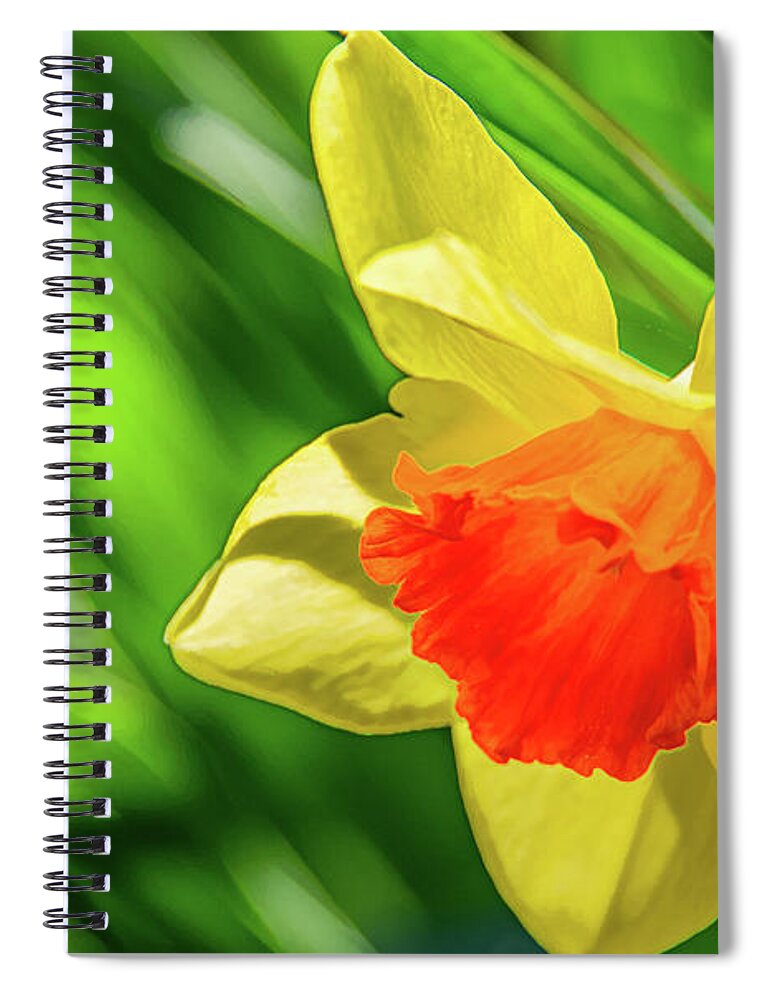 Daffodils Spiral Notebook featuring the photograph Precocious Daffodil by Marcy Wielfaert