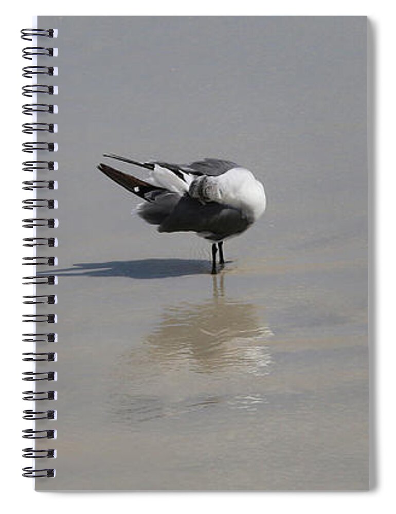 Shore Birds Spiral Notebook featuring the photograph Preening Gulls by Neala McCarten
