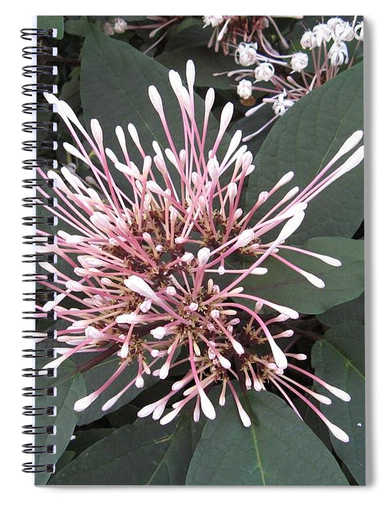 Dandelion Spiral Notebook featuring the photograph Pretty Bloom by World Reflections By Sharon