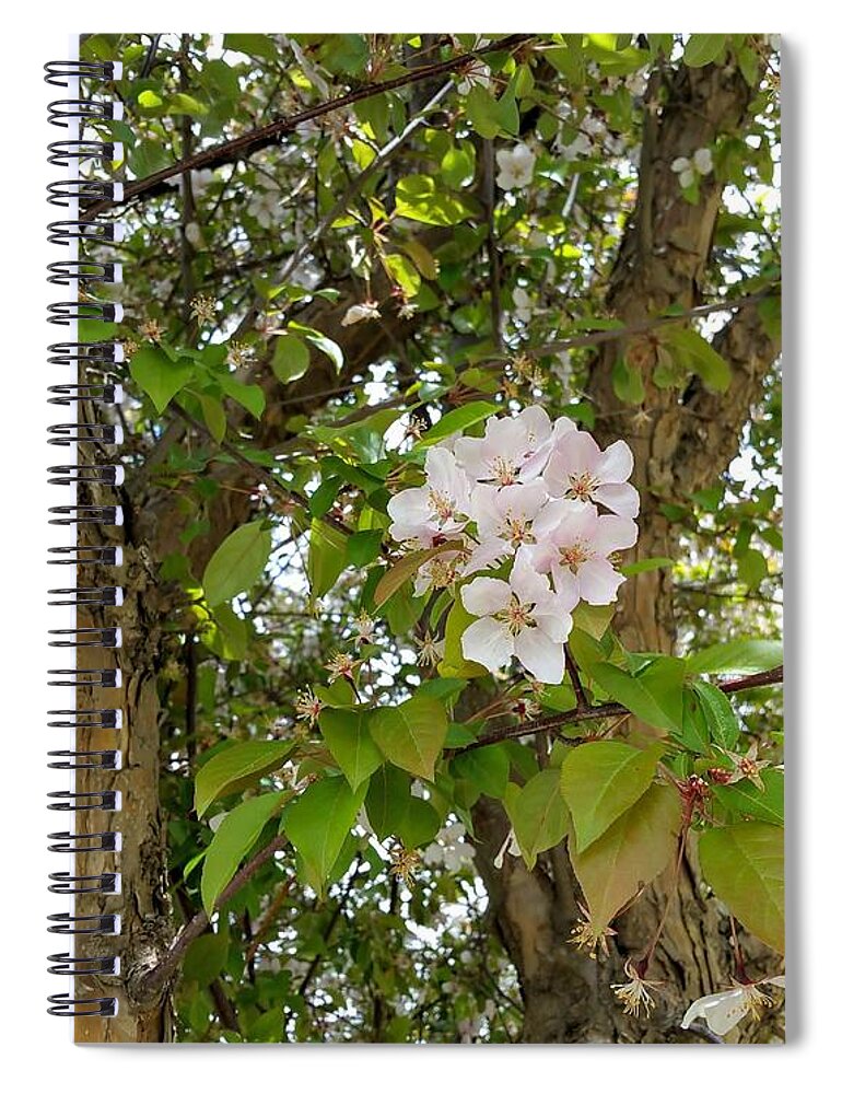 Blossoms Spiral Notebook featuring the photograph Pretty Cluster by Amanda R Wright