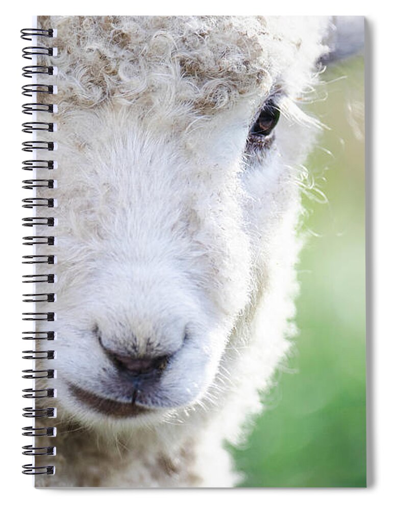 Sheep Spiral Notebook featuring the photograph Pretty Lamb Portrait by Rachel Morrison