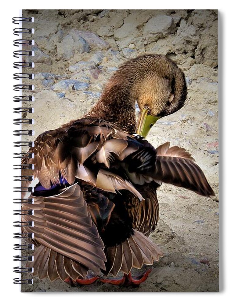 Birds Spiral Notebook featuring the photograph Pretty Mallard Preening by Linda Stern