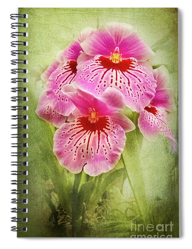 Pansy Spiral Notebook featuring the photograph Pretty Pansy Orchid by Marilyn Cornwell