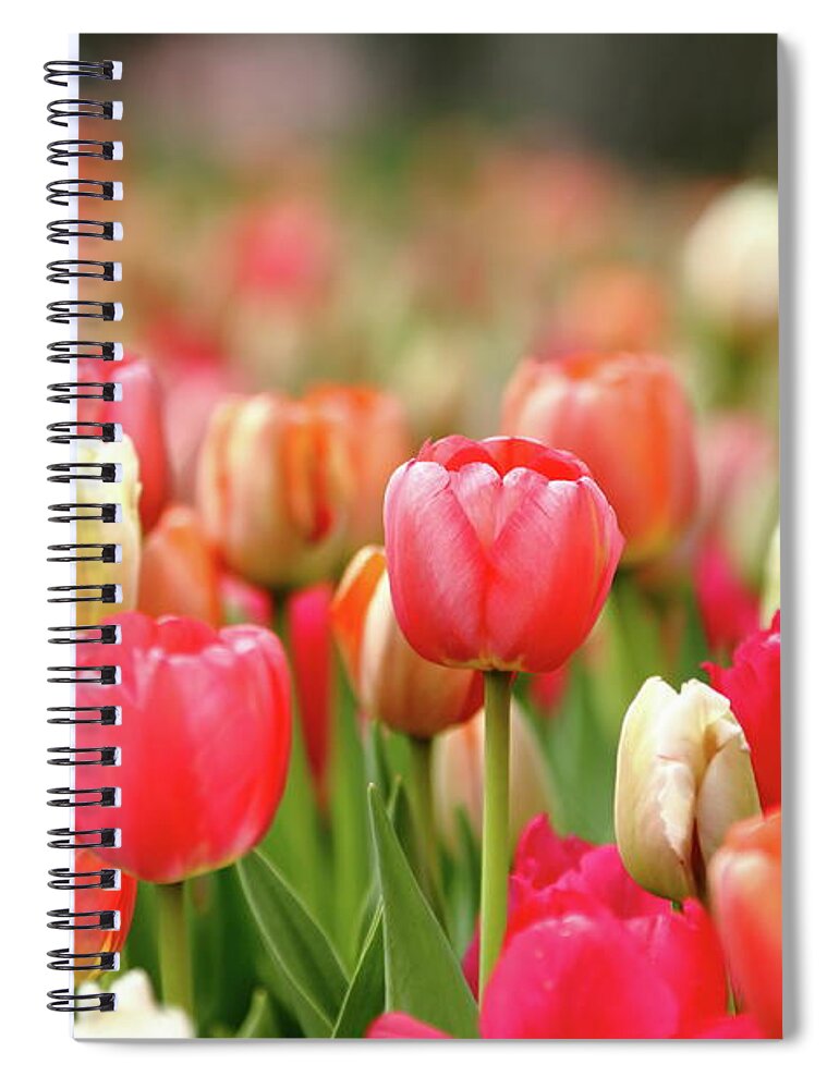 Nature Spiral Notebook featuring the photograph Pretty Pastels by Lens Art Photography By Larry Trager