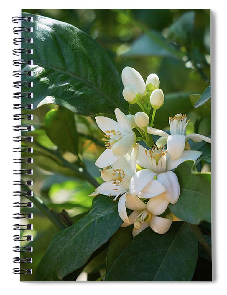 Orange Blossom Spiral Notebook featuring the photograph Pretty white orange blossoms and green leaves by Adriana Mueller