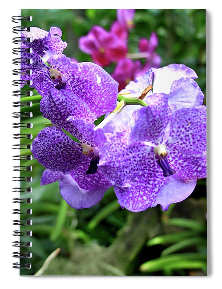 Ascocenda Spiral Notebook featuring the photograph Princess Mikasa Blue Orchid by Tanya Owens