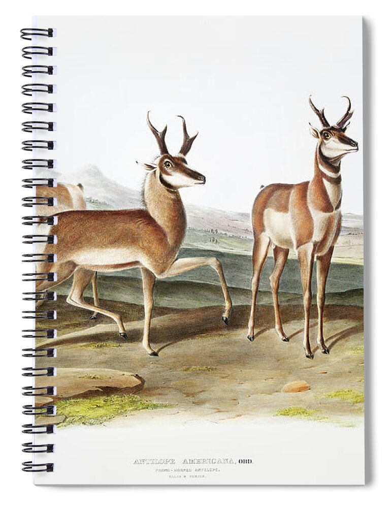 American Animals Spiral Notebook featuring the mixed media Pronghorn. John Woodhouse Audubon Illustration by World Art Collective