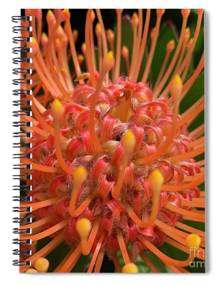 Protea Flower Spiral Notebook featuring the photograph Protea Ribbons by Wendy Golden