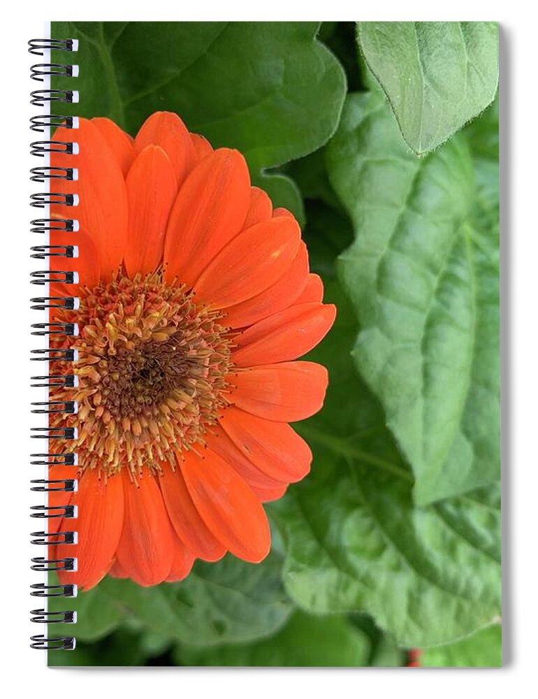 Flowers Spiral Notebook featuring the photograph Proud Orange Flower by Catherine Wilson
