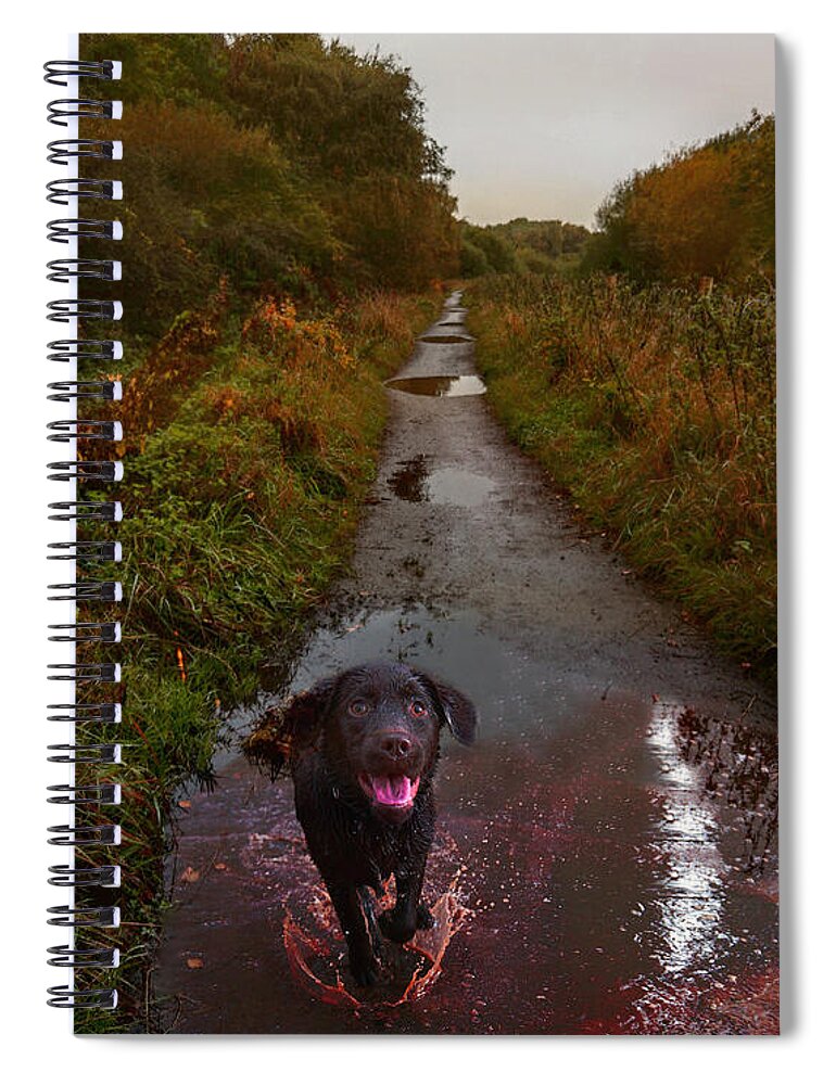 Chocolate Lab Spiral Notebook featuring the mixed media Puddle Jumper Dog Joyfully Splashing in Rain Puddle by Shelli Fitzpatrick