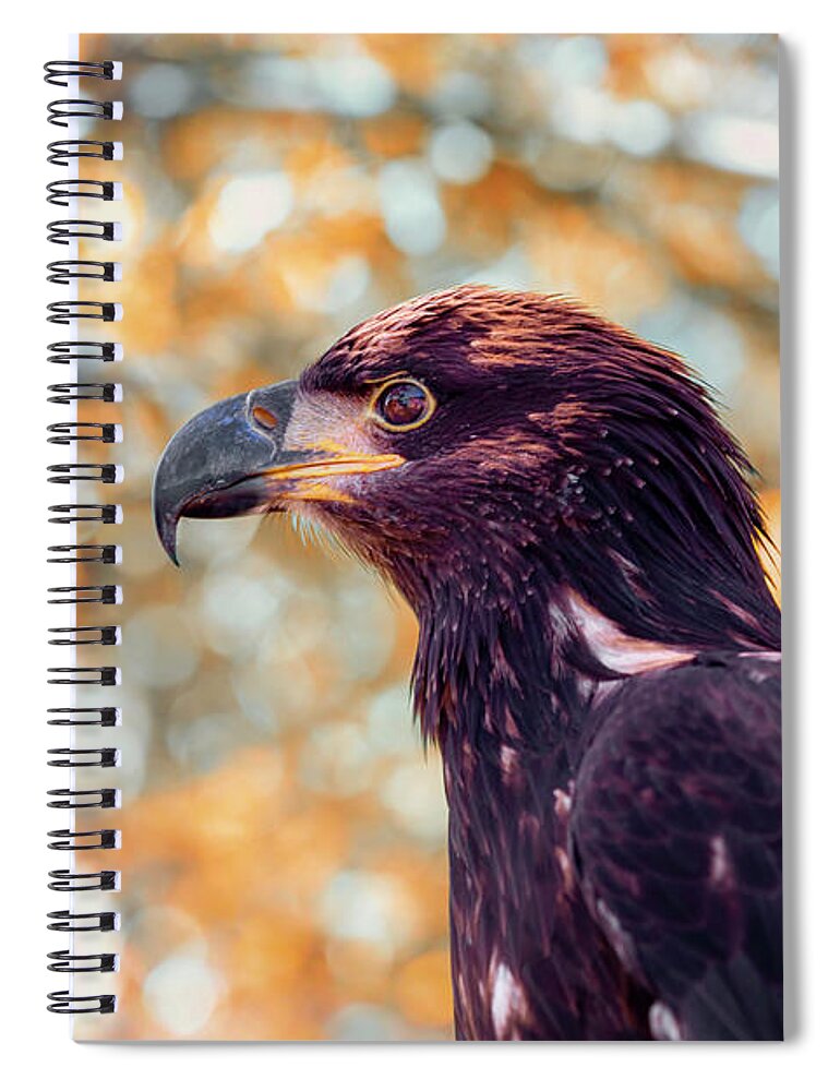 Bird Spiral Notebook featuring the photograph Pumpkin Spiced Bald Eagle by Bill and Linda Tiepelman