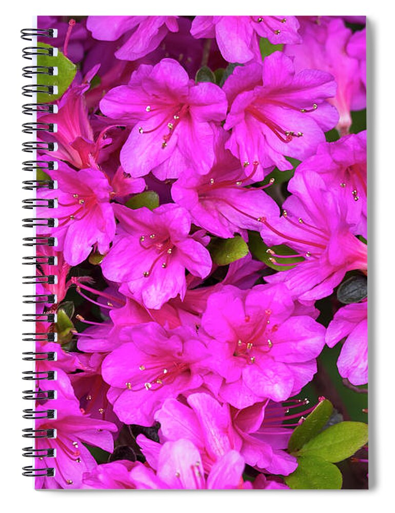Flower Spiral Notebook featuring the photograph Purple Azaleas by Dawn Cavalieri