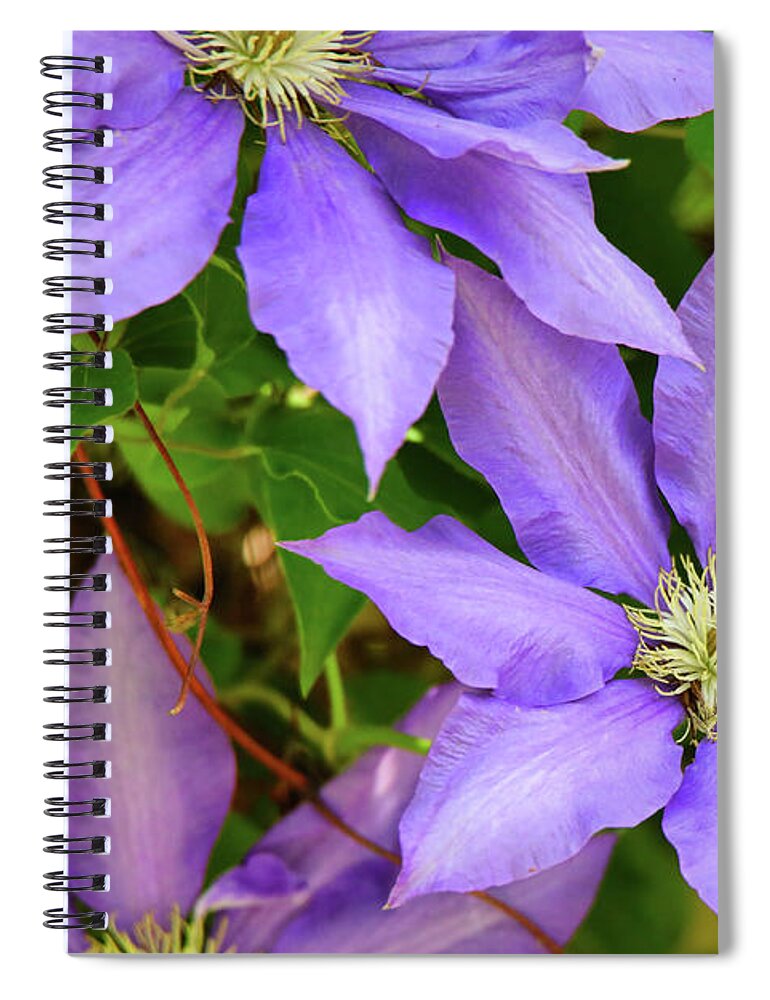 Purple Color Spiral Notebook featuring the photograph Purple Clematis by Scott Burd