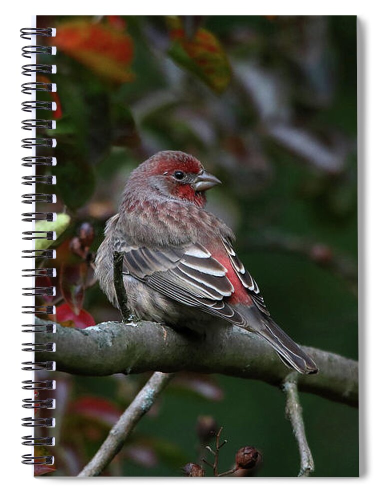 Birds Spiral Notebook featuring the photograph Purple Finch Enjoying a Fall Day by Trina Ansel