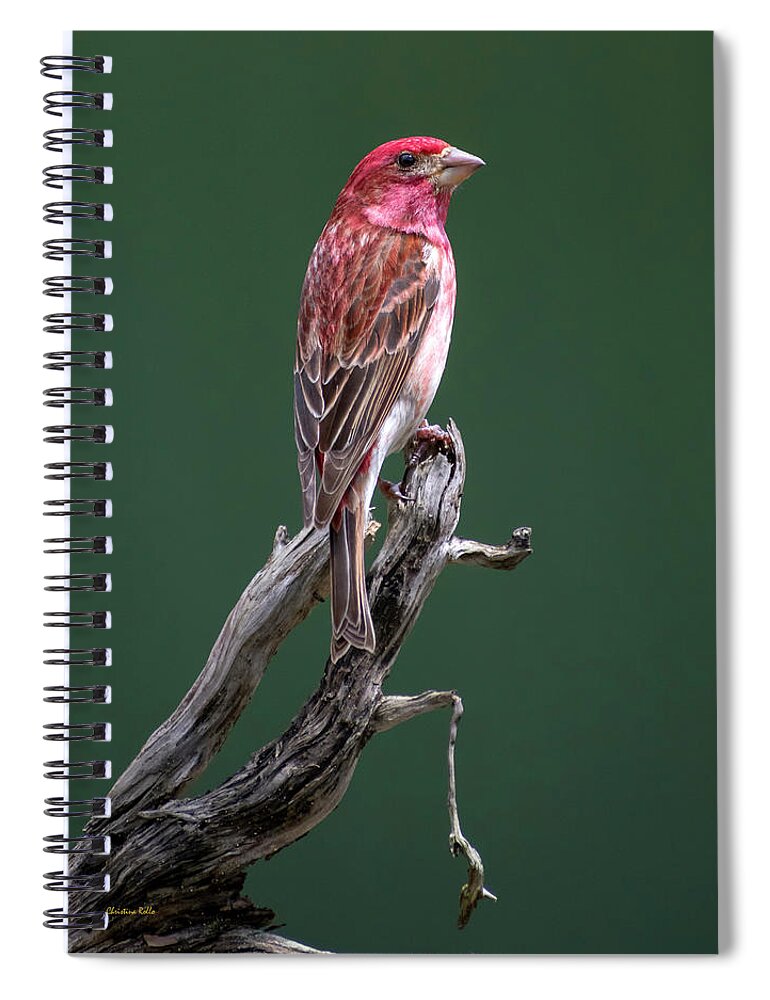 Bird Spiral Notebook featuring the photograph Purple Finch New York by Christina Rollo