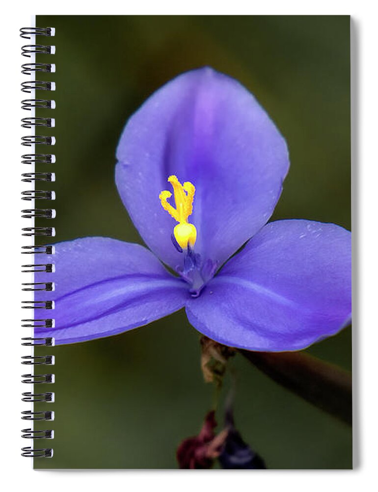 Australia Spiral Notebook featuring the photograph Purple Flag - Patersonia Occidentalis 2 by Elaine Teague