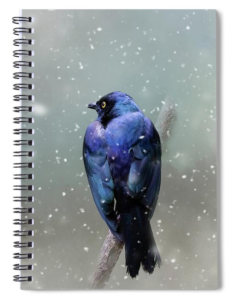 Purple Glossy Starling Spiral Notebook featuring the photograph Purple Glossy Starling in Winter by Eva Lechner