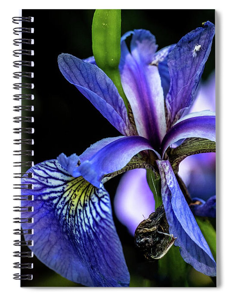 Closeup Spiral Notebook featuring the photograph Purple Iris Flower by Louis Dallara