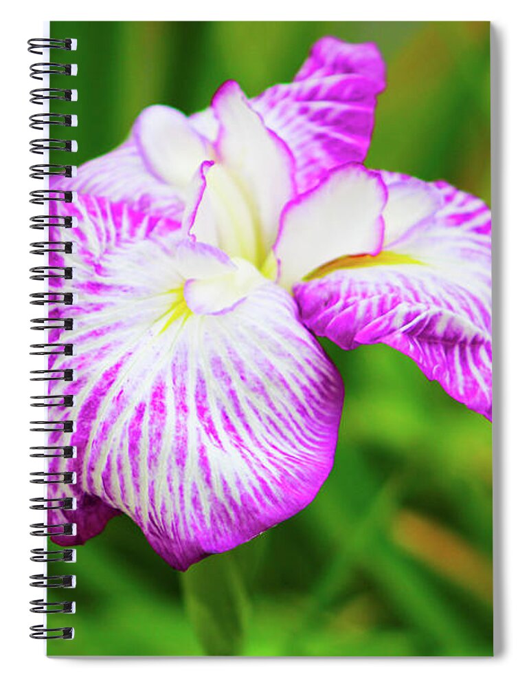 Flower Spiral Notebook featuring the photograph Purple Iris Passion by Marcus Jones