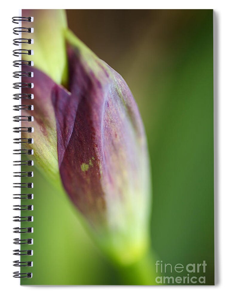 Iridaceae Spiral Notebook featuring the photograph Purple Iris Stem by Joy Watson
