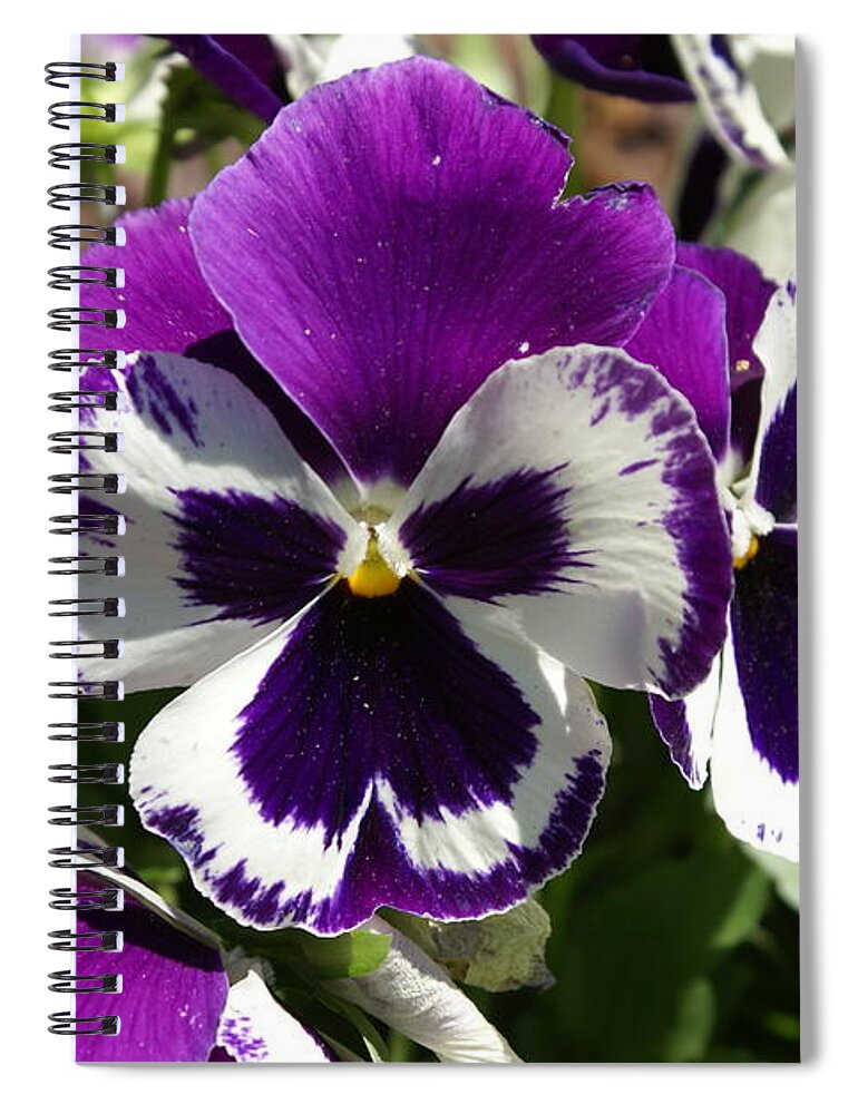  Spiral Notebook featuring the photograph Purple Pansy by Heather E Harman