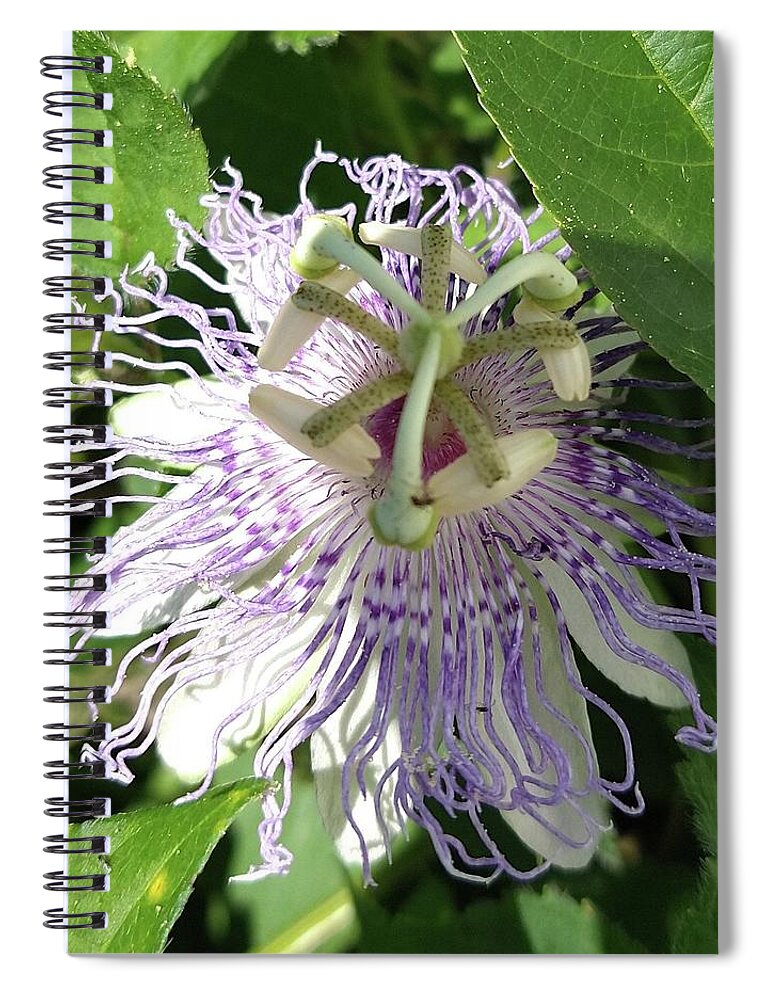 Passion Flower Spiral Notebook featuring the photograph Purple Passion by Kim Galluzzo
