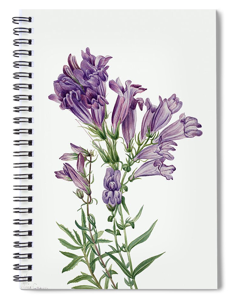 Purple Penstemon Spiral Notebook featuring the painting Purple Penstemon. By Mary Vaux Walcott by World Art Collective