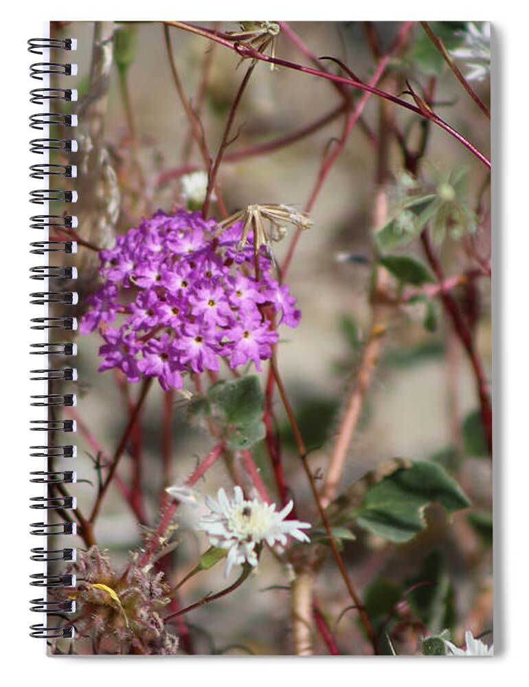 White Pincushion Spiral Notebook featuring the photograph Purple Verbena And White Pincushion Wildflowers Coachella Valley Wildlife Preserve by Colleen Cornelius
