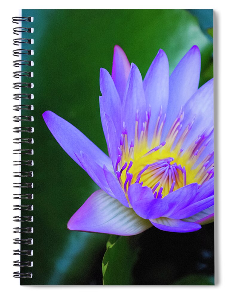 Exotic Flower Spiral Notebook featuring the photograph Purple Water Lily by Christi Kraft