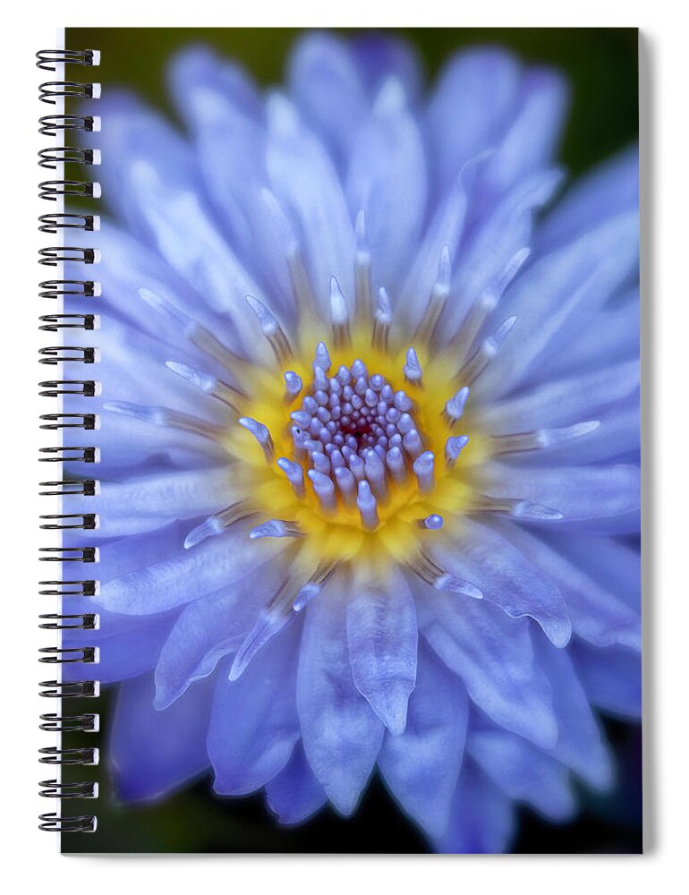Gardens Spiral Notebook featuring the photograph Purple Water Lily Square by Teresa Wilson