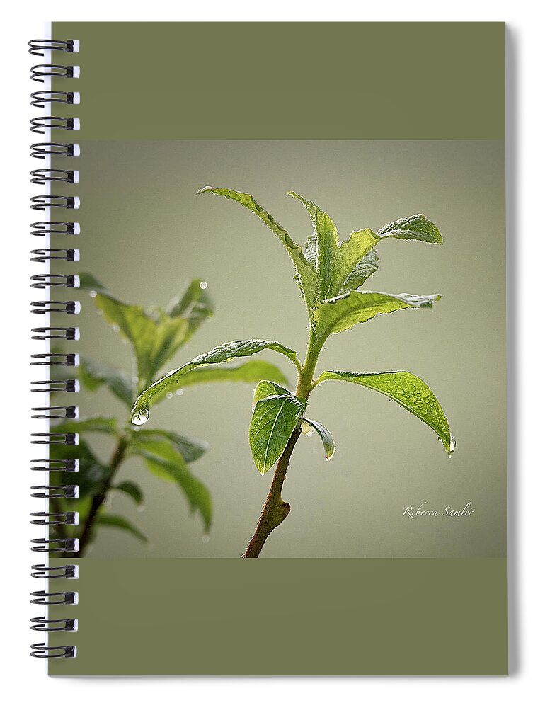 Pussy Willow Spiral Notebook featuring the photograph Pussy Willow by Rebecca Samler
