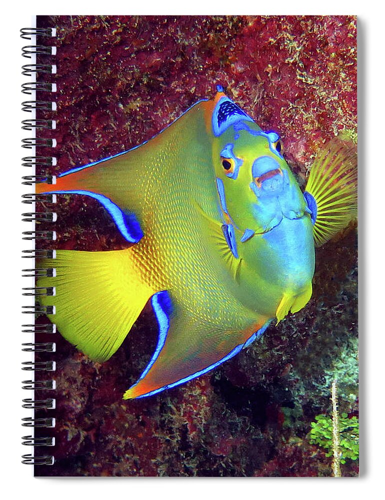 Underwater Spiral Notebook featuring the photograph Queen Angelfish 81 by Daryl Duda