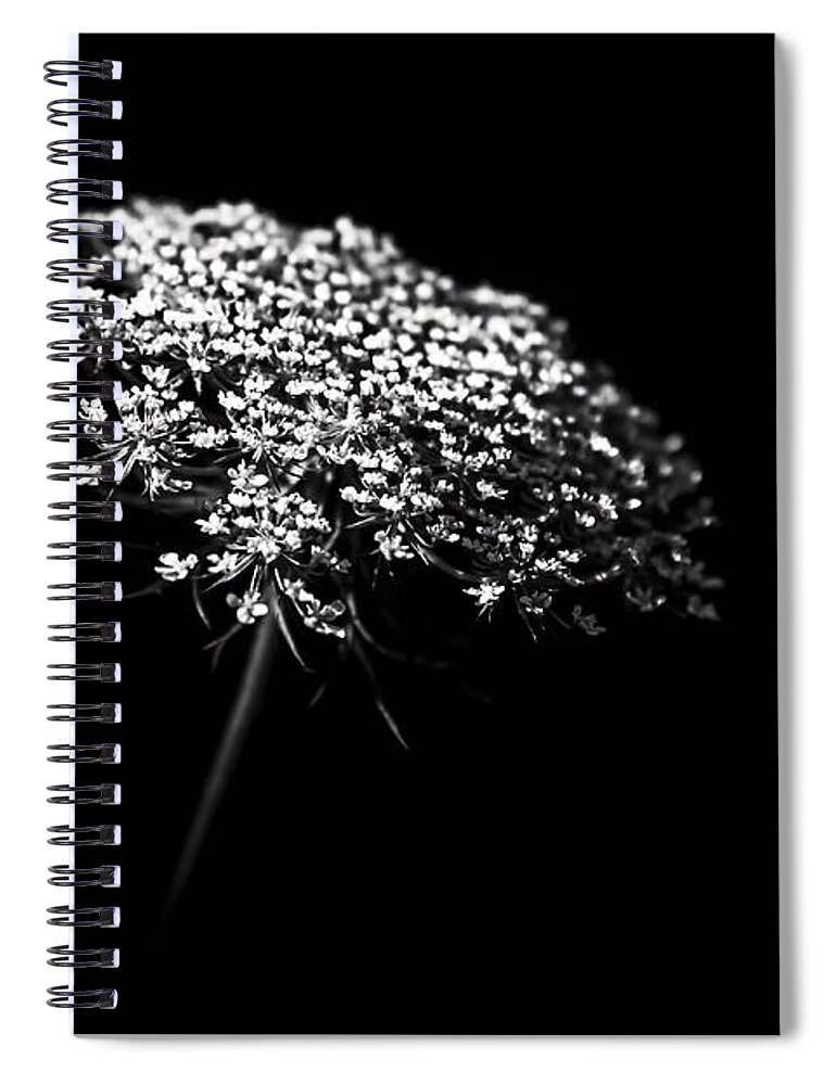 Queen Annes Lace Spiral Notebook featuring the photograph Queen Anne's Lace by Holly Ross