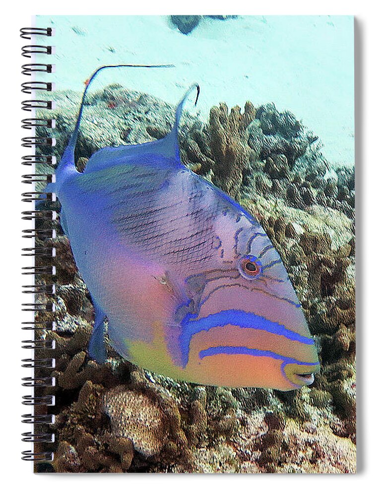 Underwater Spiral Notebook featuring the photograph Queen Triggerfish 4 by Daryl Duda