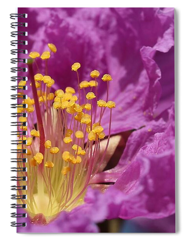 Queen's Crepe Myrtle Spiral Notebook featuring the photograph Queen's Crepe Myrtle Flower by Mingming Jiang
